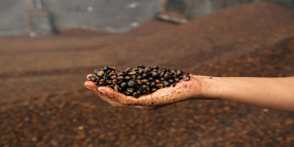 Palm Kernel